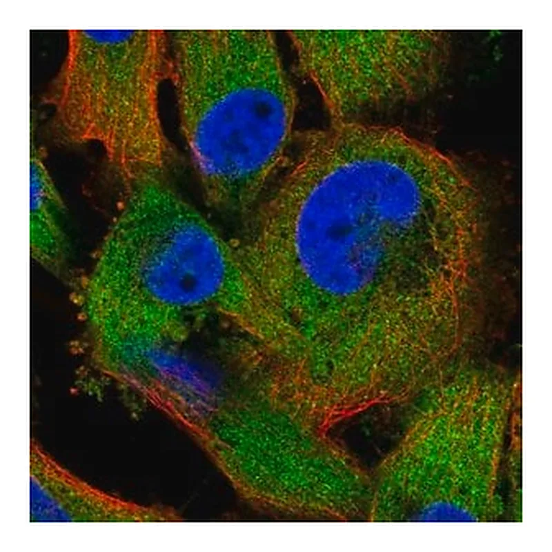 Merck Anti-ZC3HAV1 antibody produced in rabbit
