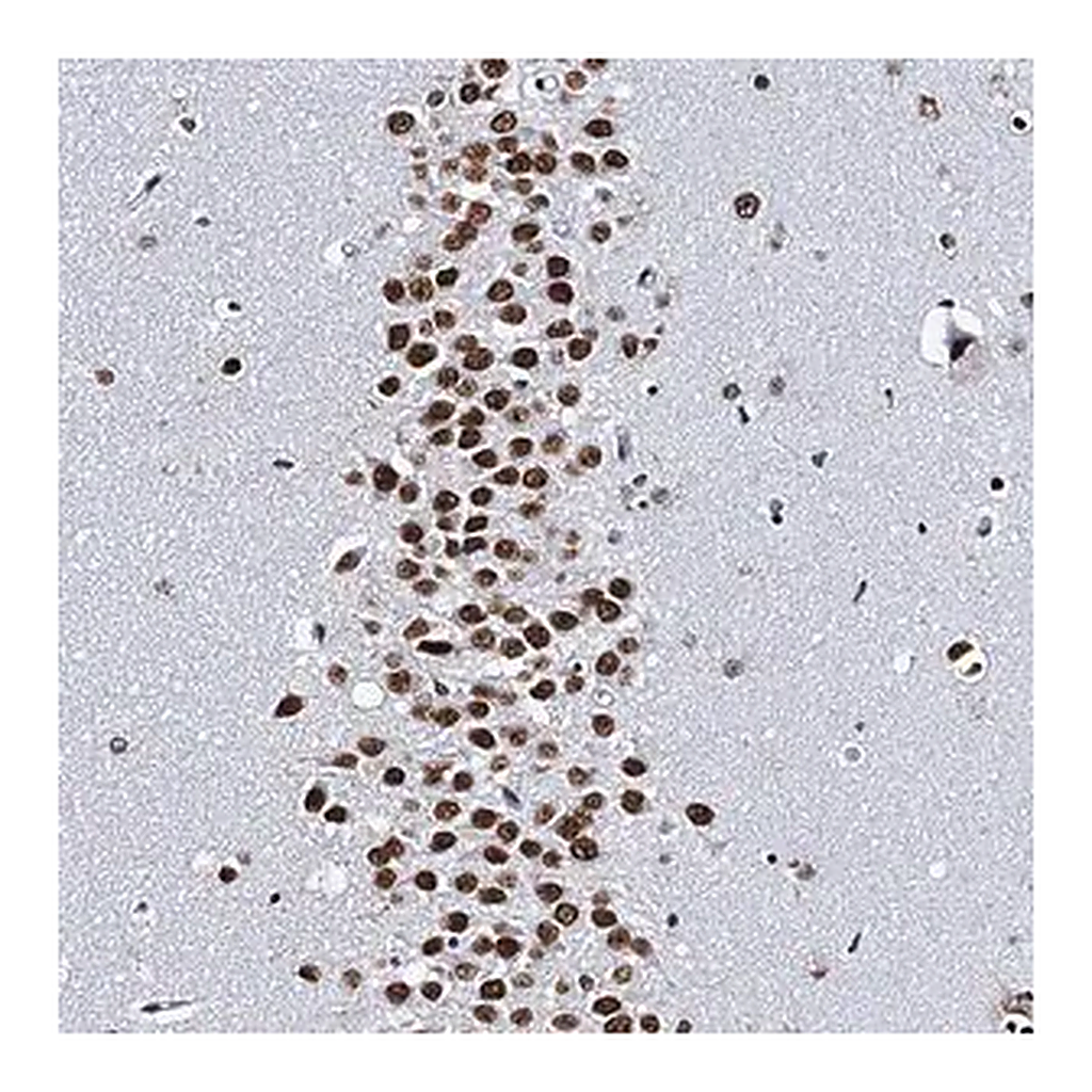 Merck Anti-CMAS antibody produced in rabbit