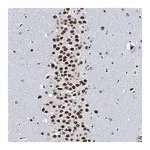 Merck Anti-CMAS antibody produced in rabbit