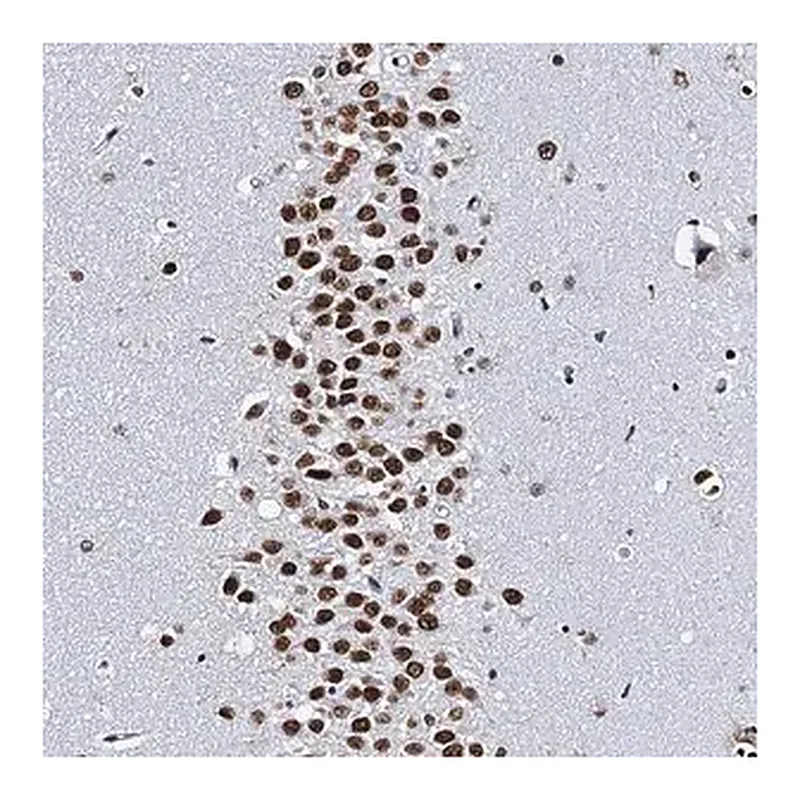 Merck Anti-CMAS antibody produced in rabbit