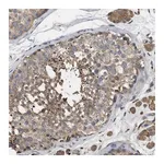 Merck Anti-RNF216 antibody produced in rabbit