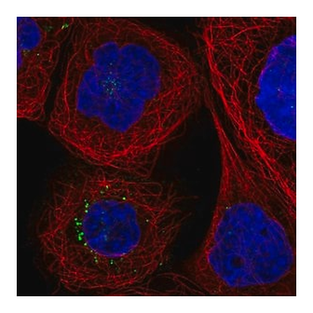 Merck Anti-F3 antibody produced in rabbit