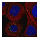 Merck Anti-F3 antibody produced in rabbit