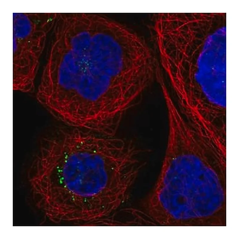 Merck Anti-F3 antibody produced in rabbit