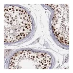 Merck Anti-DDX24 antibody produced in rabbit