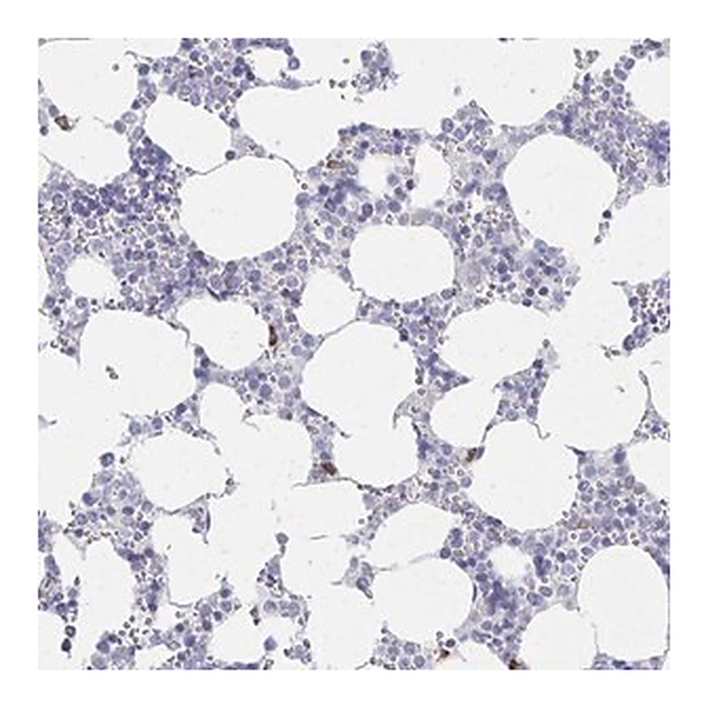 Merck Anti-LRRC58 antibody produced in rabbit