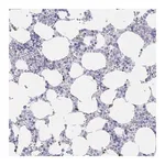 Merck Anti-LRRC58 antibody produced in rabbit