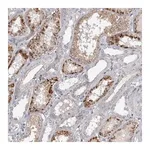 Merck Anti-STRADB antibody produced in rabbit