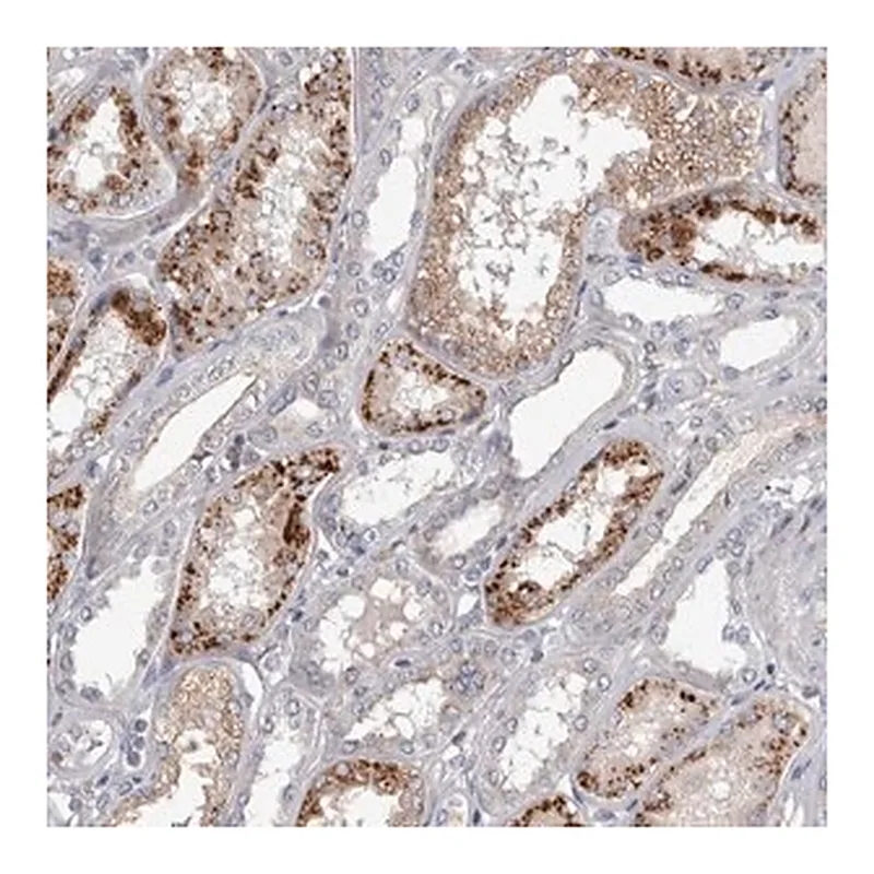 Merck Anti-STRADB antibody produced in rabbit