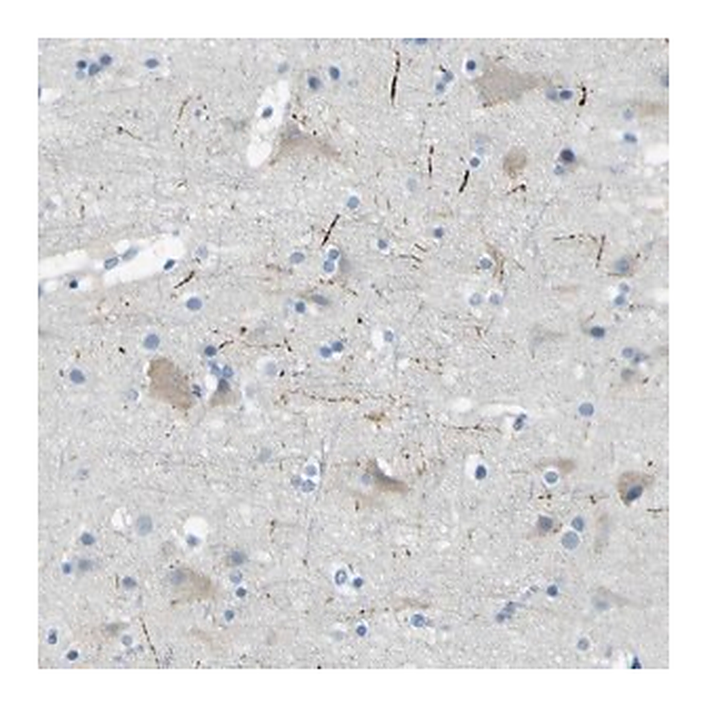 Merck Anti-SORCS1 antibody produced in rabbit