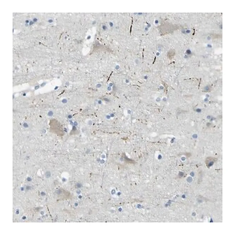 Merck Anti-SORCS1 antibody produced in rabbit