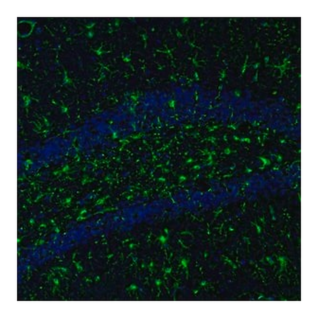 Merck Anti-ITPKA antibody produced in rabbit