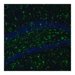 Merck Anti-ITPKA antibody produced in rabbit