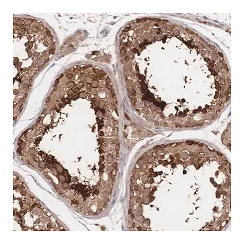 Merck Anti-DNAJA4 antibody produced in rabbit