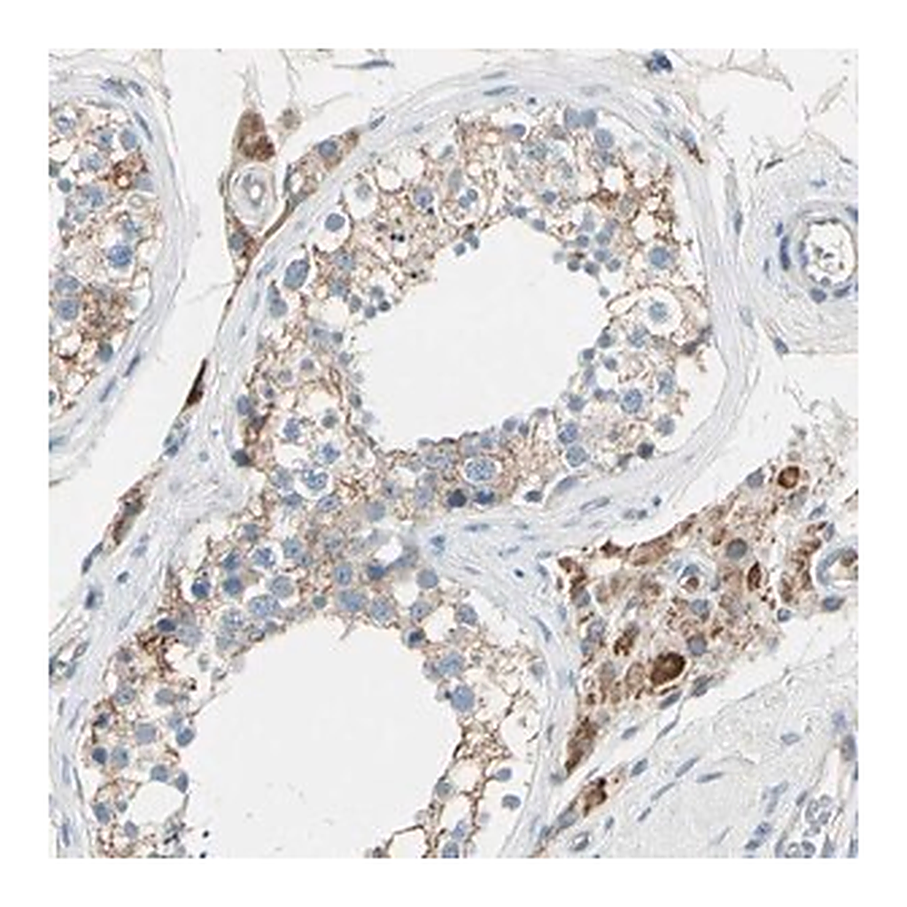 Merck Anti-LY6G6F antibody produced in rabbit