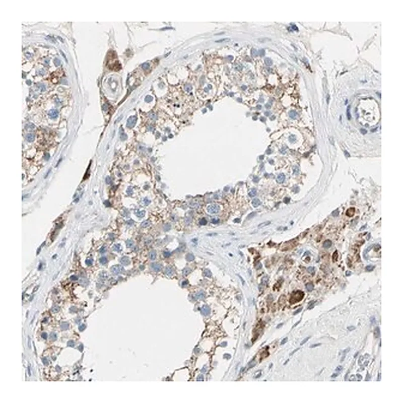 Merck Anti-LY6G6F antibody produced in rabbit