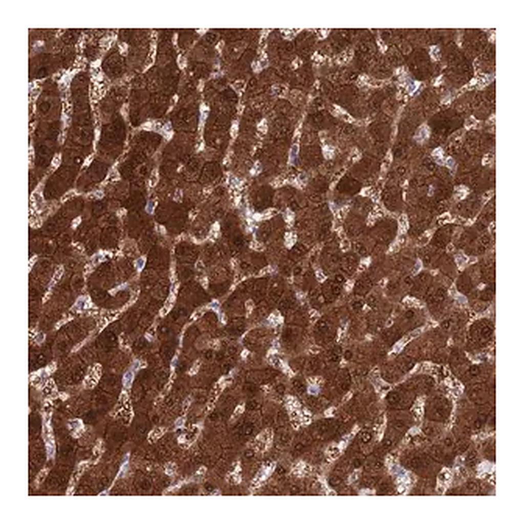Merck Anti-MAT1A antibody produced in rabbit