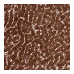 Merck Anti-MAT1A antibody produced in rabbit