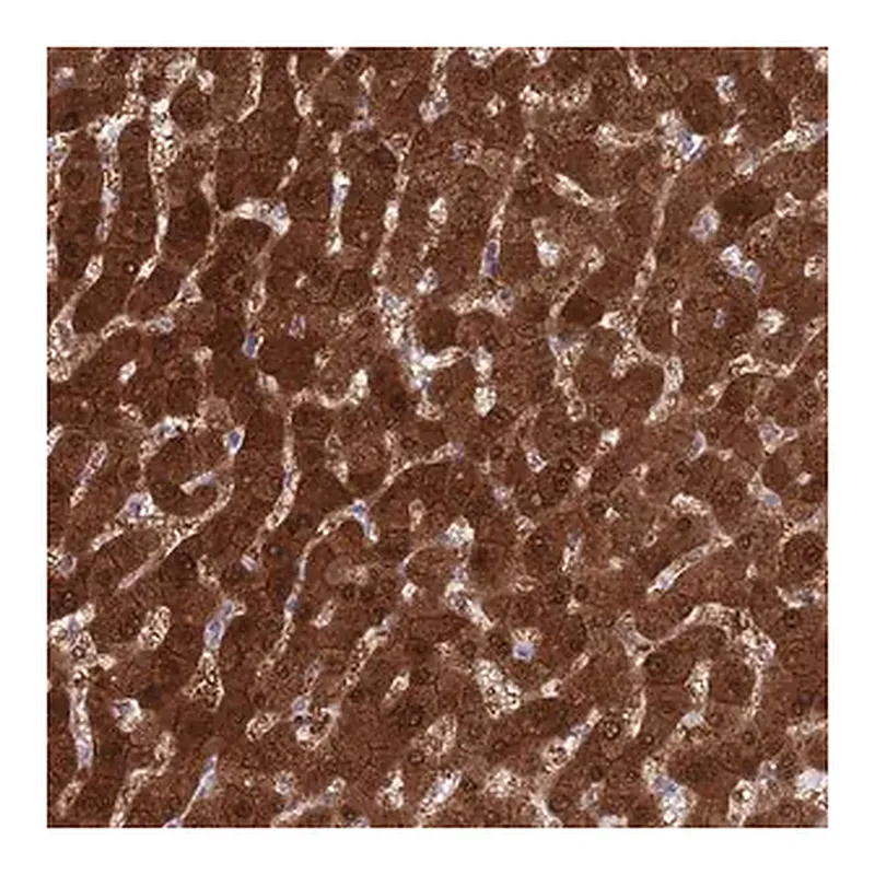 Merck Anti-MAT1A antibody produced in rabbit