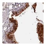Merck Anti-ADGRD1 antibody produced in rabbit