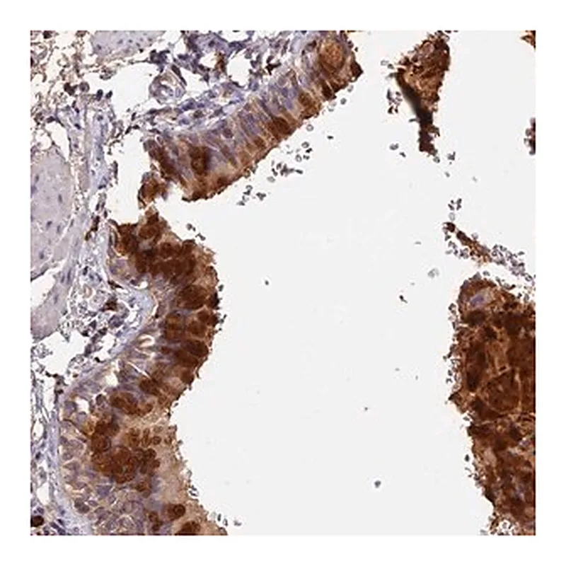 Merck Anti-ADGRD1 antibody produced in rabbit
