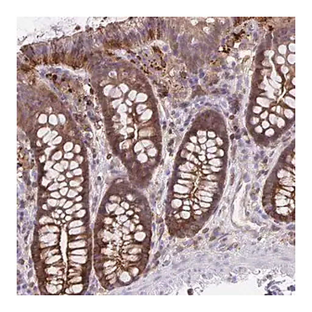 Merck Anti-CFL1 antibody produced in rabbit