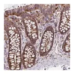 Merck Anti-CFL1 antibody produced in rabbit