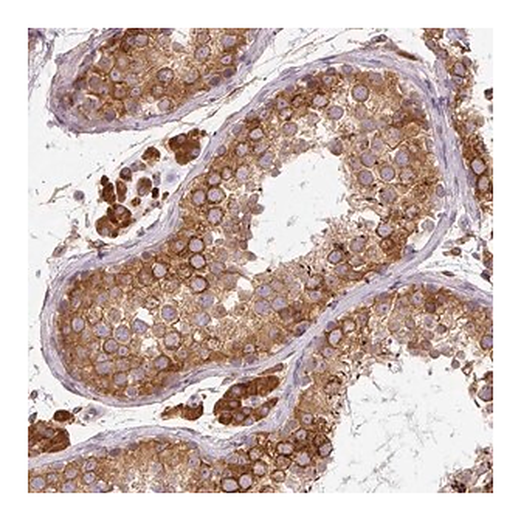 Merck Anti-CYP20A1 antibody produced in rabbit