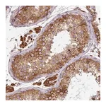 Merck Anti-CYP20A1 antibody produced in rabbit