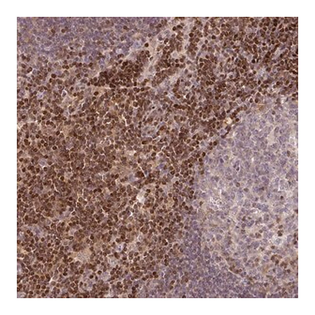 Merck Anti-STAT5A antibody produced in rabbit