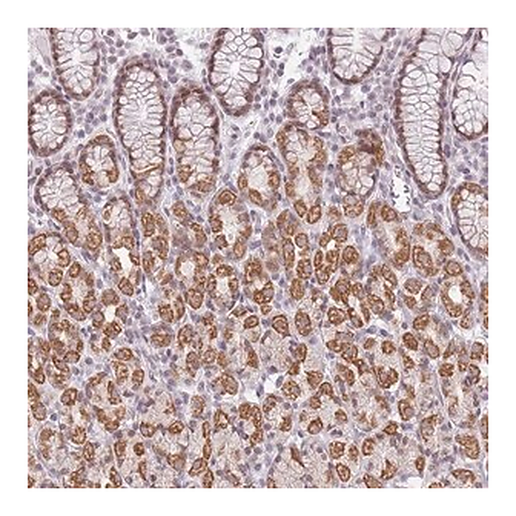 Merck Anti-ZNF574 antibody produced in rabbit