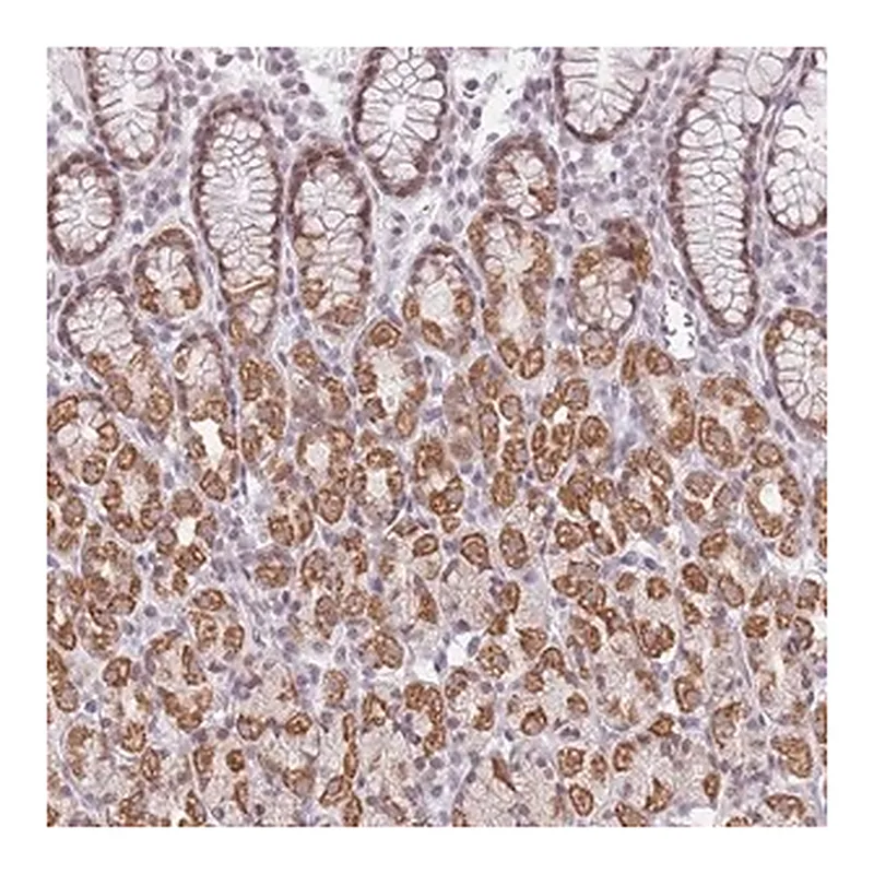 Merck Anti-ZNF574 antibody produced in rabbit