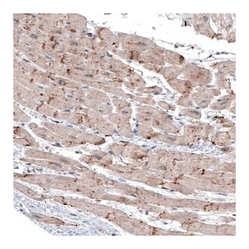 Merck Monoclonal Anti-LAPTM4B antibody produced in mouse