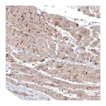 Merck Monoclonal Anti-LAPTM4B antibody produced in mouse