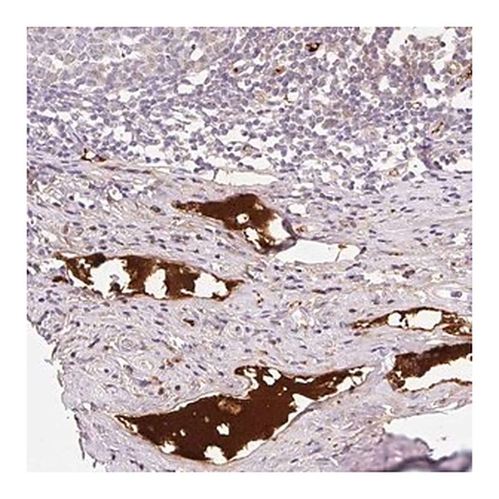 Merck Anti-APOC2 antibody produced in rabbit