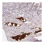 Merck Anti-APOC2 antibody produced in rabbit
