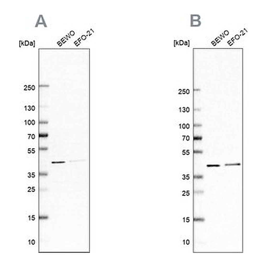 Merck Anti-PCBP1 antibody produced in rabbit