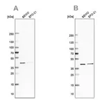 Merck Anti-PCBP1 antibody produced in rabbit