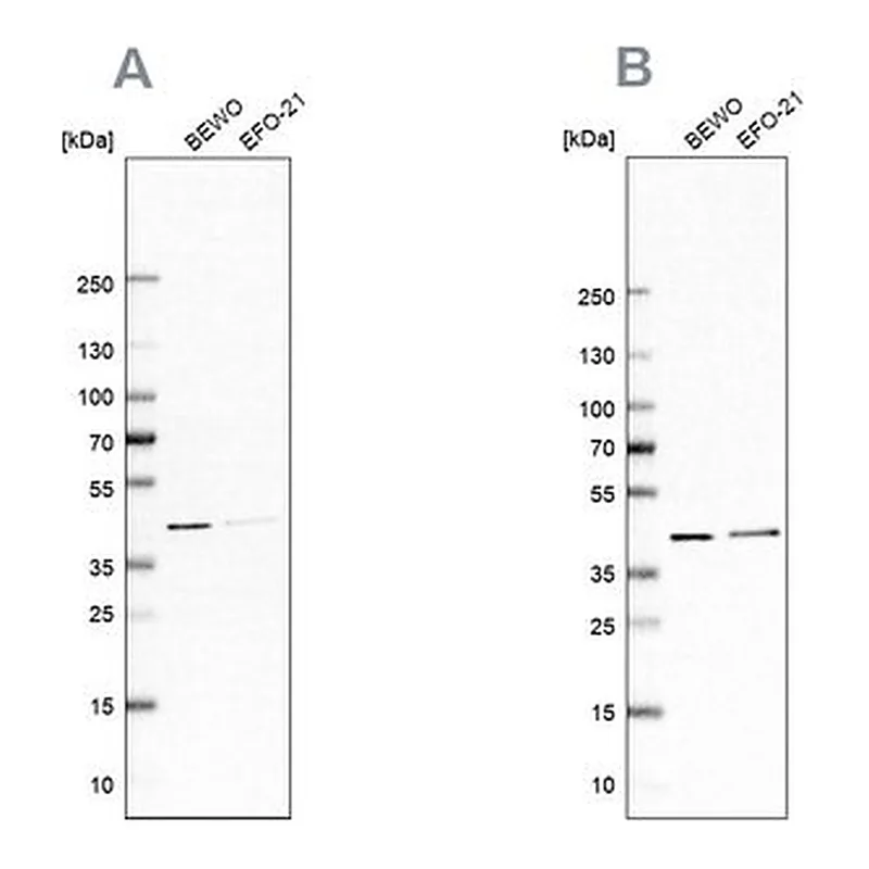 Merck Anti-PCBP1 antibody produced in rabbit