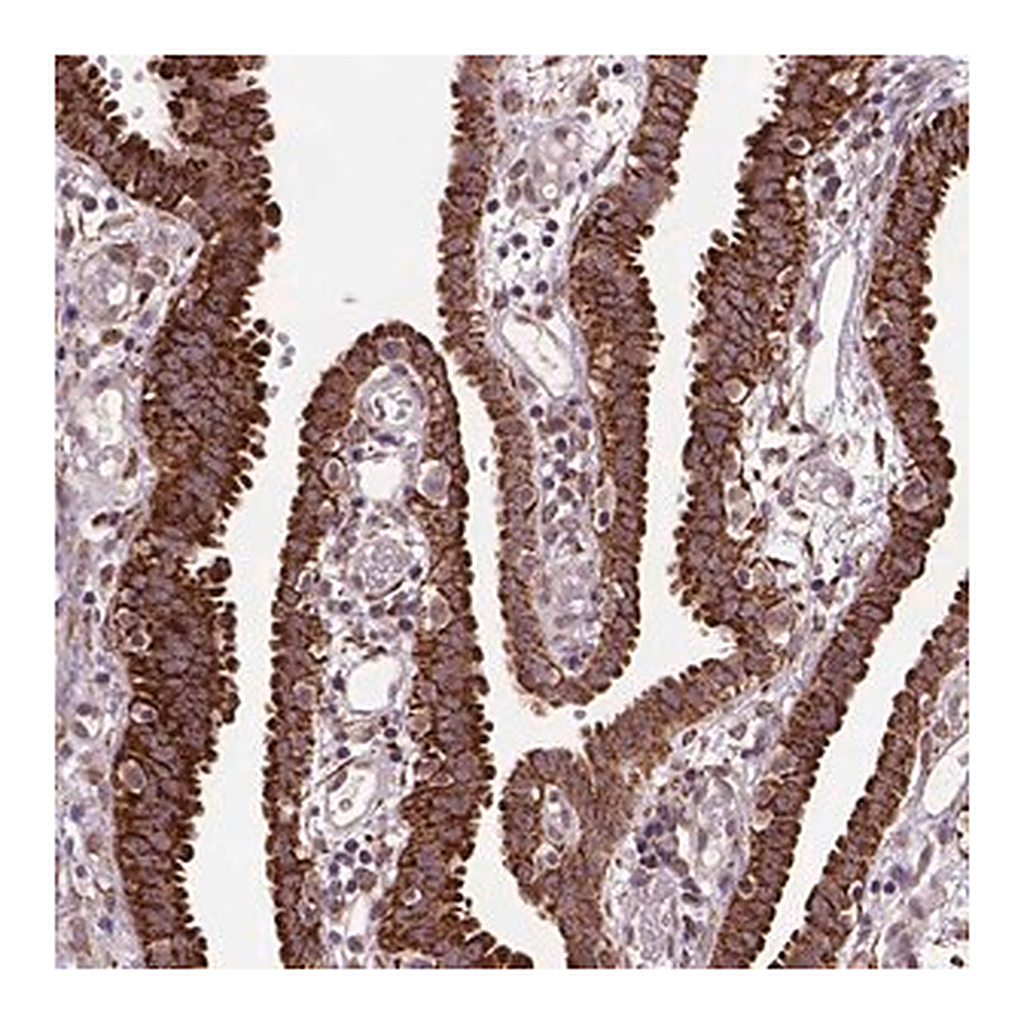 Merck Anti-FZD7 antibody produced in rabbit