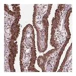 Merck Anti-FZD7 antibody produced in rabbit