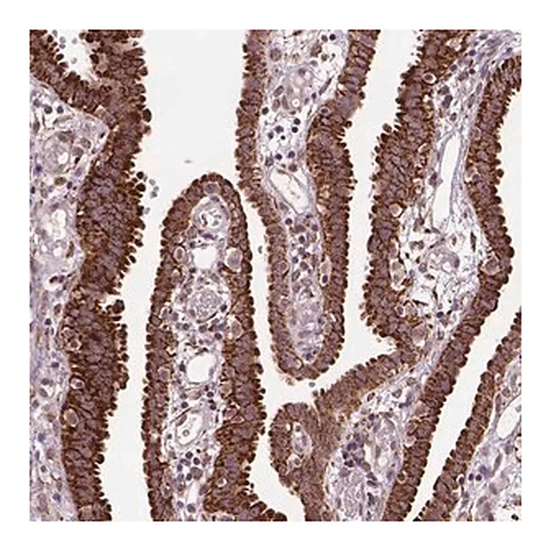 Merck Anti-FZD7 antibody produced in rabbit