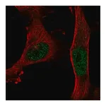 Merck Anti-BNC2 antibody produced in rabbit