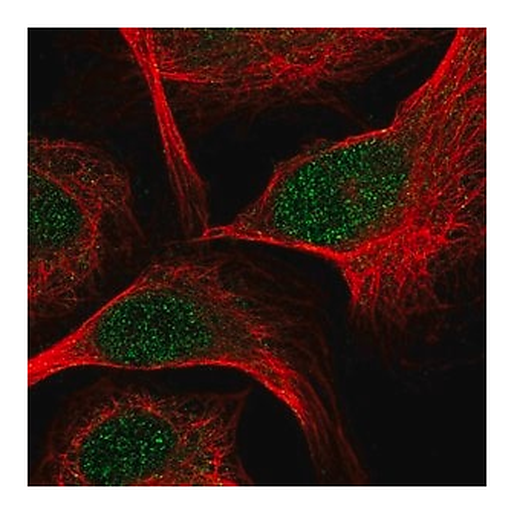 Merck Anti-TCF7 antibody produced in rabbit