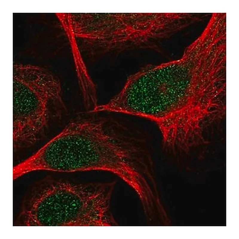 Merck Anti-TCF7 antibody produced in rabbit