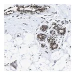 Merck Anti-HNRNPH2 antibody produced in rabbit