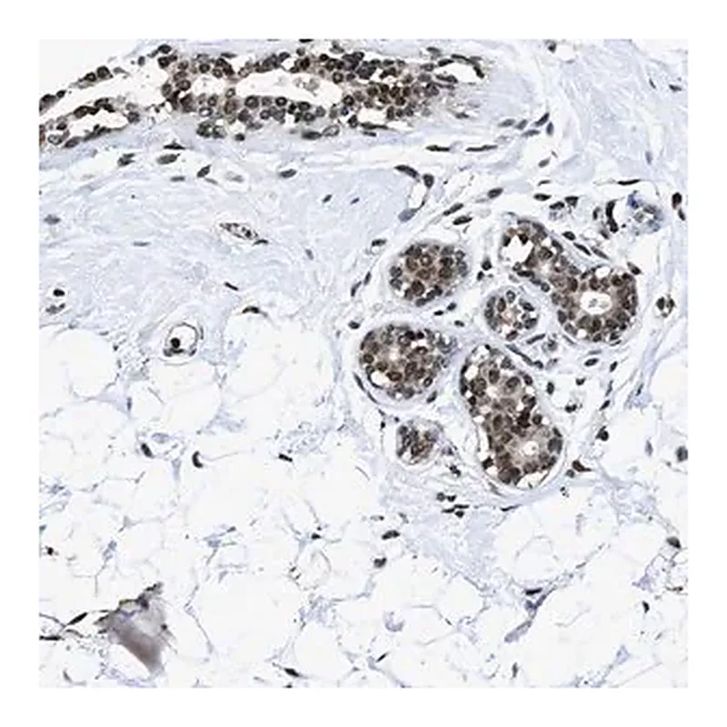 Merck Anti-HNRNPH2 antibody produced in rabbit