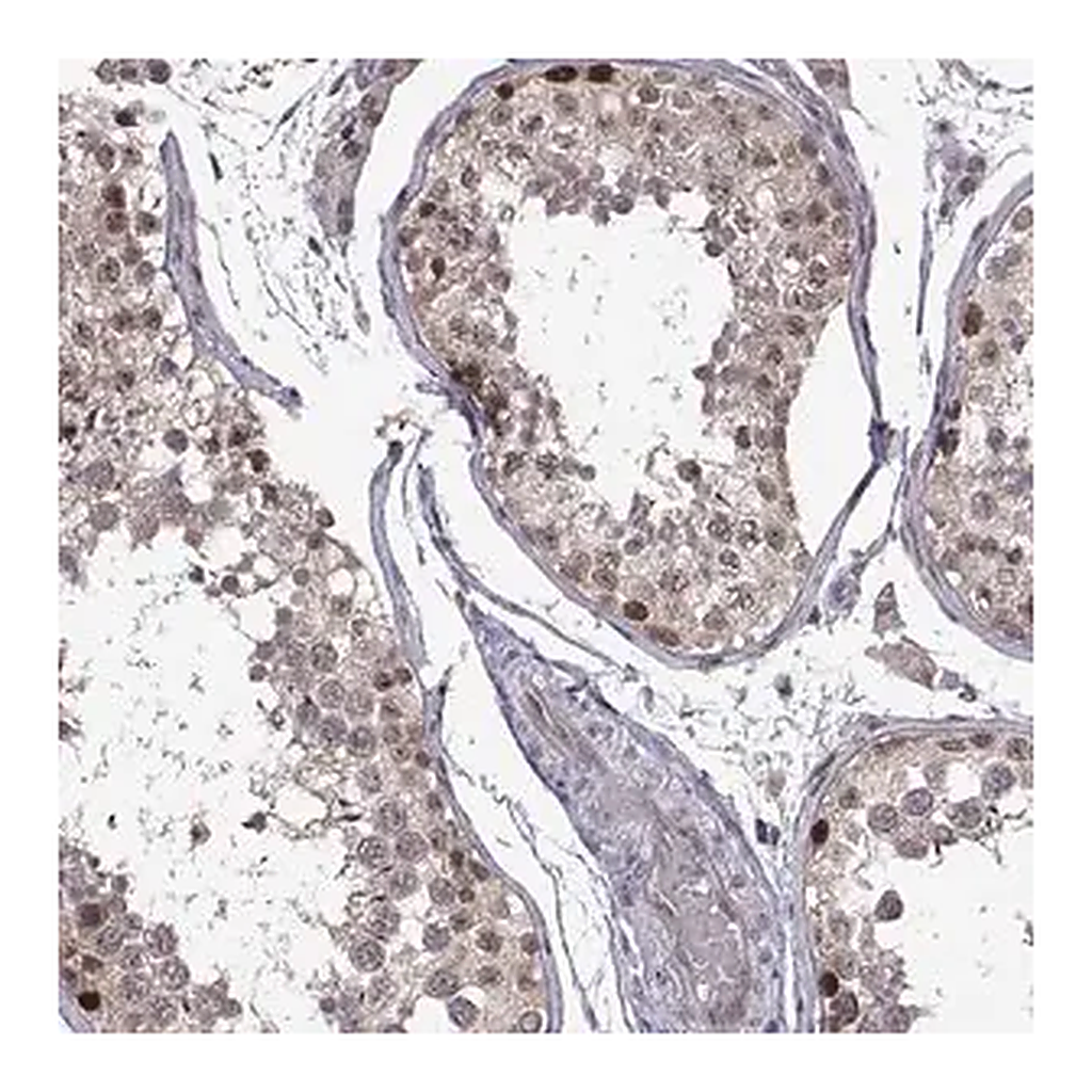 Merck Anti-CHFR antibody produced in rabbit