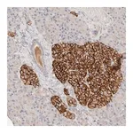 Merck Anti-CEP120 antibody produced in rabbit