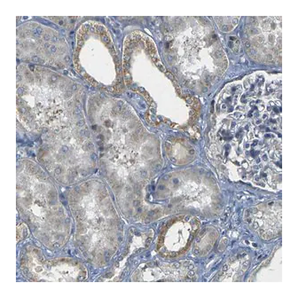 Merck Anti-PARD6B antibody produced in rabbit